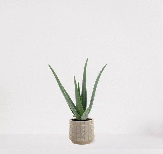 Aloë Vera en pot décoratif Janneke crème – succulente – facile d’entretien – 35-45cm – Ø13 – livrée avec cache-pot – fraîchement sortie de la pépinière