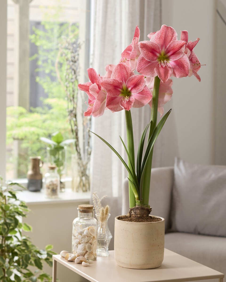 Productfoto van amaryllis Sweet Cream met crèmekleurige bloemen, als bloembol van Bulbs by Brenda
