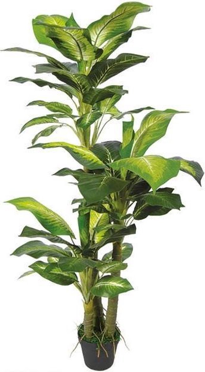 Dieffenbachia 130 cm