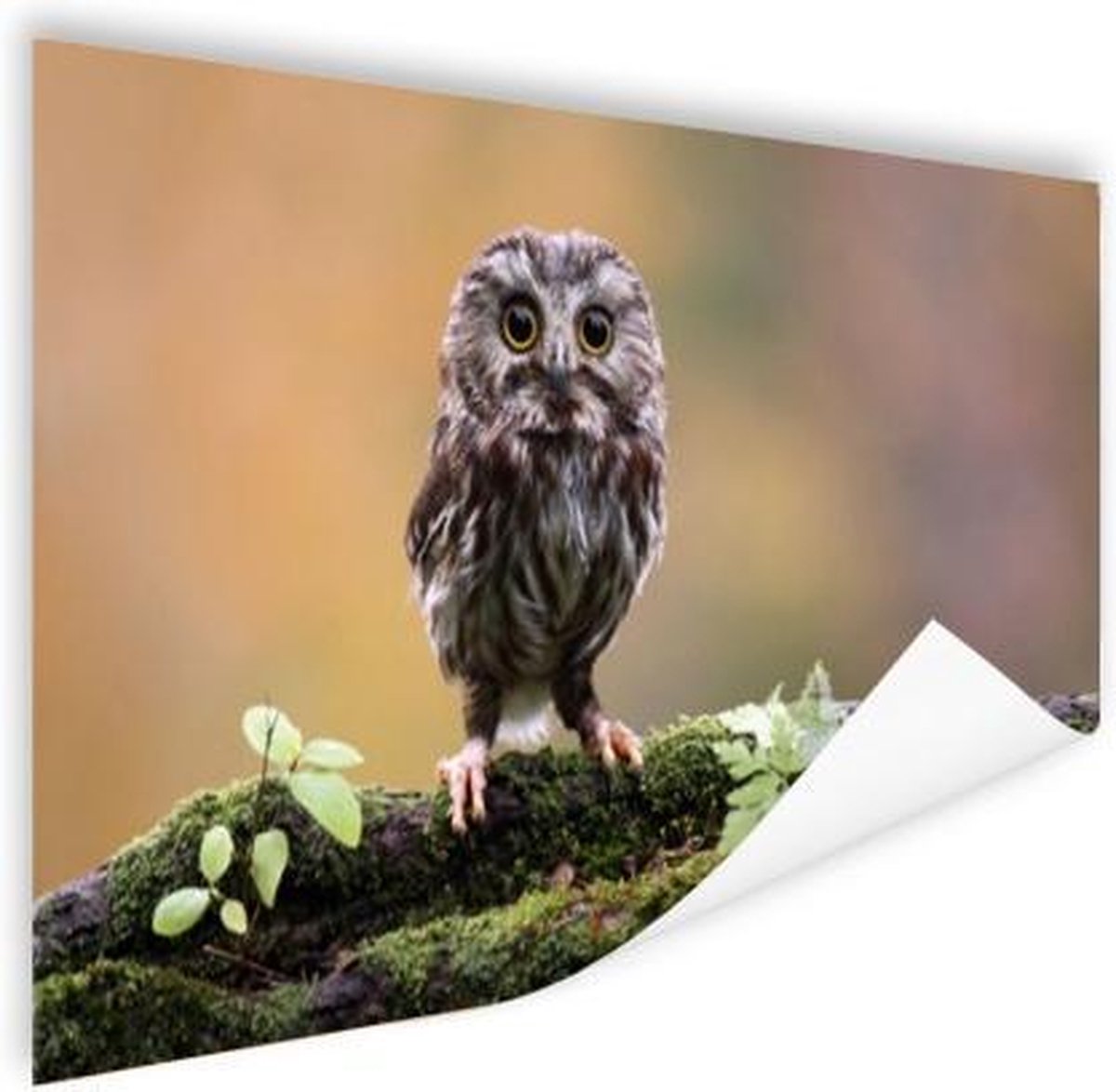 Poster Kleine uil - 60x40 cm