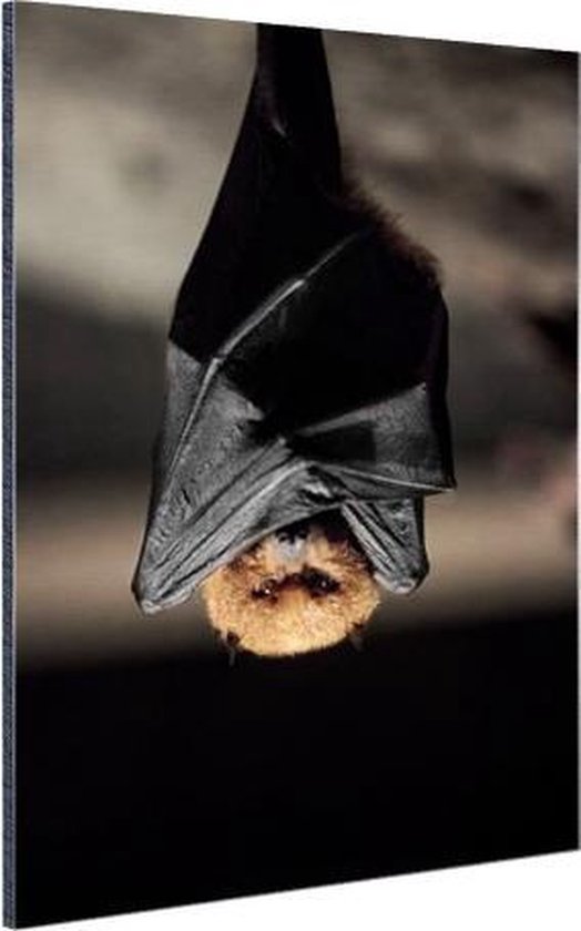 Hanging bat Aluminium 20x30 cm - petit - Tirage photo sur aluminium (décoration murale en métal)