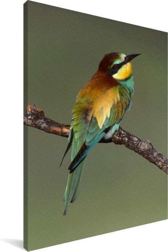 Guêpier d'Europe (Merops apiaster) se trouve sur une branche Sardaigne Italie Toile 80x120 cm - Tirage photo sur toile (Décoration murale salon / chambre)