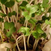 Broccolikers kiemzaden biologisch (Brassica oleracea var. cymosa) 100 g