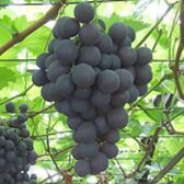 Vitis 'Frankenthaler' - Druif, 50-60 cm in pot: Fruitdragende wijnstok met sappige, zoete druiven, ideaal voor tuinieren.