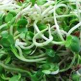 Radijskers kiemzaden biologisch (Raphanus sativus) 25 g