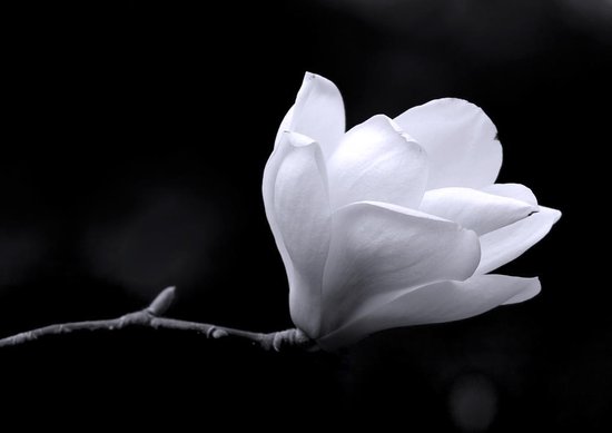 in plaats daarvan doos Uil Tuinposter - Witte bloem | bol.com