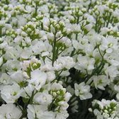 6 x Arabis caucasica 'Plena' - Rijstebrij Pot 9x9 cm - Witbloeiende Vaste Plant