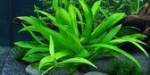 Tropica Helanthium quadricostatus 1-2-grow!
