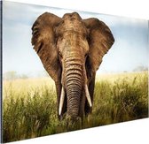 Wanddecoratie Metaal - Aluminium Schilderij Industrieel - Afrikaanse olifant vooraanzicht - 120x80 cm - Dibond - Foto op aluminium - Industriële muurdecoratie - Voor de woonkamer/slaapkamer