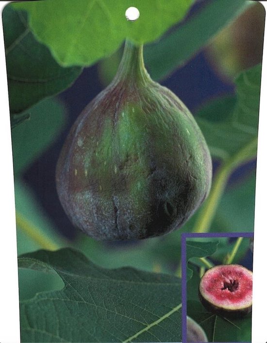 Ficus carica 'Brown Turkey' (Vijg, Vijgenboom) | Bloemenpark