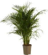 Goudspalm – Hoogte: 125 cm – Dypsis lutescens