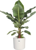 Kamerplant van Botanicly – Bananen plant incl. witte cilindrische sierpot als set – Hoogte: 75 cm – Musa
