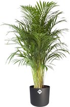 Kamerplant van Botanicly – Goudpalm incl. sierpot antraciet cilindrisch als set – Hoogte: 110 cm – Areca dypsis lutescens