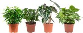 Kamerplanten van Botanicly – 4 × Ficus, Koffieplant, Olifantsoor of Skeletplant, Syngonium Arrow – Hoogte: 25 cm – Ficus, Coffea, Alocasia, Syngonium