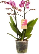 Orchidee van Botanicly – Vlinder orchidee paars – Hoogte: 50 cm, 2 takken, witte bloemen – Phalaenopsis multiflora