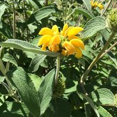 6 x Phlomis Fruticosa - Brandkruid Pot 9x9cm - Gele Vaste Plant