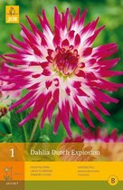 X 1 DAHLIA DUTCH EXPLOSION I