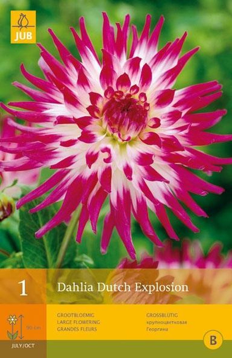 X 1 DAHLIA DUTCH EXPLOSION I