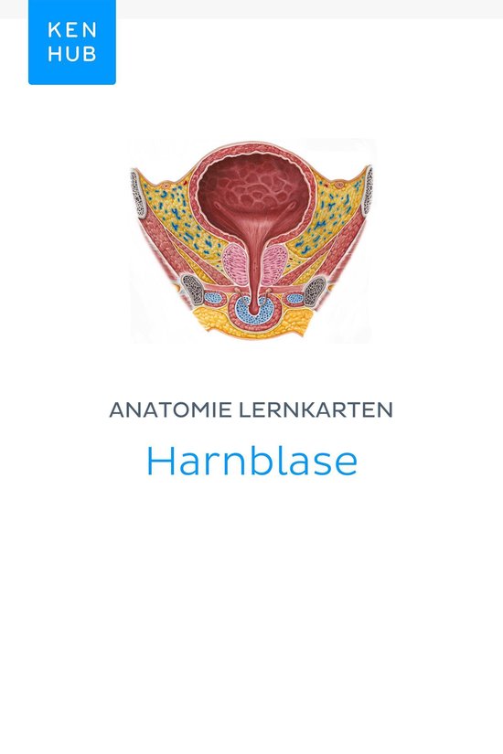 Bol Com Anatomie Lernkarten Harnblase Ebook Kenhub 9783962982980 Boeken