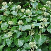 Hedera Helix - Klimop - 80-100 cm in pot: Wintergroene klimplant, ideaal voor bedekken van muren of schuttingen.