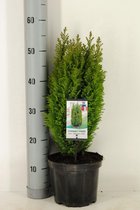 Chamaecyparis lawsoniana 'Ellwood's Gold' - Californische cipres - Planthoogte: 30-40 cm - Pot Ø 19 cm (3 liter)