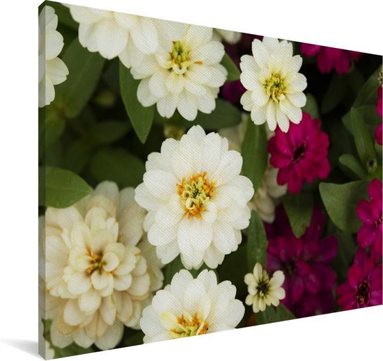 Toile de fleurs de zinnia blanc et violet 30x20 cm - petit - Tirage photo sur toile (décoration murale salon / chambre)