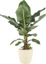 Kamerplant van Botanicly – Bananen plant incl. crème kleurig sierpot als set – Hoogte: 80 cm – Musa