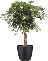 Kamerplant van Botanicly – Vingerboom incl. sierpot zwart als set – Hoogte: 100 cm – Schefflera arb. Gold Capella