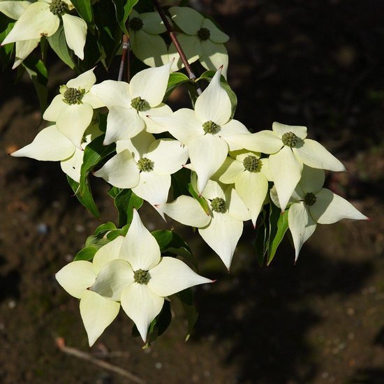 Des branches avec des fleurs blanc crème en forme d'étoile et des cœurs verts de Cornus Kousa.