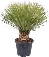 Trendyplants - Yucca Rostrata - Winterhard - Tuinplant - Hoogte 70-90 cm - Potmaat Ø27cm