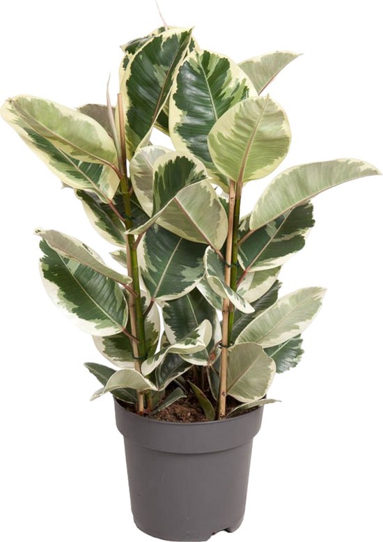cup and saucer plant 10 Violet Cup and Saucer Vine Flower Seeds  New Hill Farms
