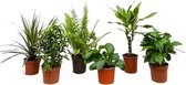 Trendyplants - Surprise box - 6 kamerplanten - Hoogte 20-40 cm - Potmaat Ø12cm