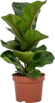 Trendyplants - Ficus Lyrata Bambino - Tabaksplant - Kamerplant - Hoogte 20-40 cm - Potmaat Ø12cm