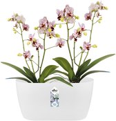 Elho Brussels Orchidee Duo 25 - Bloempot voor Binnen - Ø 24.8 x H 12.0 cm - Wit