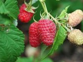 Rubus id. 'Meeker' - Framboos, zomerframboos Struik in pot