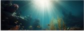 Poster (Mat) - Zee - Onderwater - Zon - Vissen - Koraal - 60x20 cm Foto op Posterpapier met een Matte look