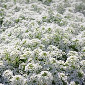 MRS Seeds & Mixtures Schildzaad 'Sneeuwtapijt' - Alyssum Lobularia – mooie bodemdekker – groeihoogte: 15 – 20 cm – eenjarige plant – zowel geschikt voor volle zon als schaduw
