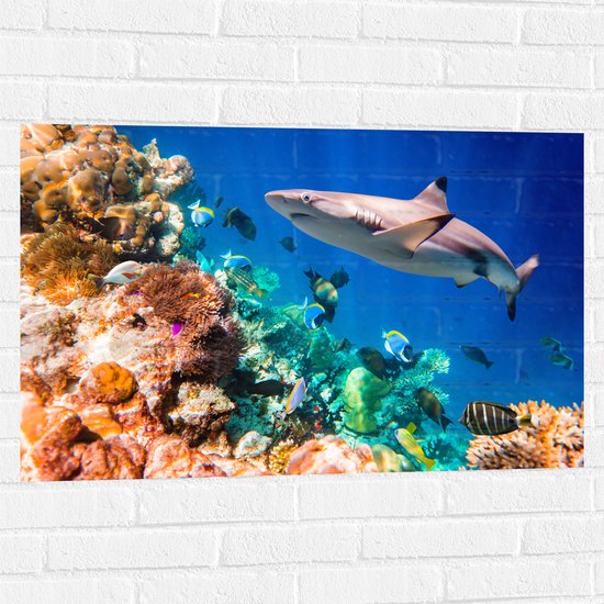 Muursticker - Koraal - Vissen - Onderwater - Oceaan - Haai - 90x60 cm Foto op Muursticker