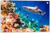 Tuinposter – Koraal - Vissen - Onderwater - Oceaan - Haai - 60x40 cm Foto op Tuinposter (wanddecoratie voor buiten en binnen)