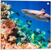 Tuinposter – Koraal - Vissen - Onderwater - Oceaan - Haai - 50x50 cm Foto op Tuinposter (wanddecoratie voor buiten en binnen)