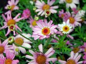 MRS Seeds & Mixtures Laagbloemenmengsel - Een- en Meerjarig – groeihoogte: 15-20 cm – stimuleert de biodiversiteit – trekt nuttige insecten aan – geschikt voor open plekken in een tuin, terrasbakken of langs paden – vormt een prachtig bloementapijt