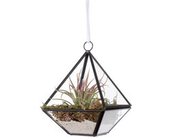 WinQ- Terrarium Piramide zwart/glas 10x10x14- voorzijde open- inclusief tillandsia en koord - ook geschikt om theelicht in de zetten