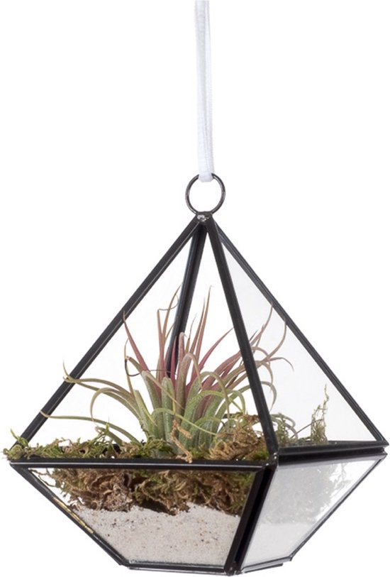 WinQ- Terrarium Piramide zwart/glas 10x10x14- voorzijde open- inclusief tillandsia en koord - ook geschikt om theelicht in de zetten