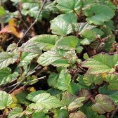 24 x Sierbraam Tricolor - Rubus tricolor pot 9x9cm, voor 3m² : Veelzijdige groenblijvende bodembedekker voor uw tuin