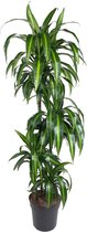 Goed & Groen - Dracaena Hawaiian - Drakenbloedboom - XL -↨ 140cm - Potmaat 27 - Exclusieve Kwaliteit Planten - Kamer Plant - Kamerplanten - Sfeer - Interieur