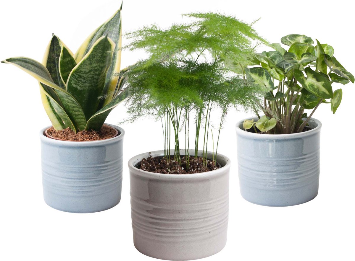 BOTANICLY — Trio miniplanten in Laos keramiek Asparagus Sanseveria en Syngonium Pixie 3 planten 20cm hoogte