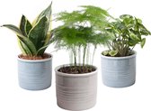 Botanicly — Trio miniplanten in Laos keramiek | Asparagus, Sanseveria en Syngonium Pixie | 3 planten | 20cm hoogte