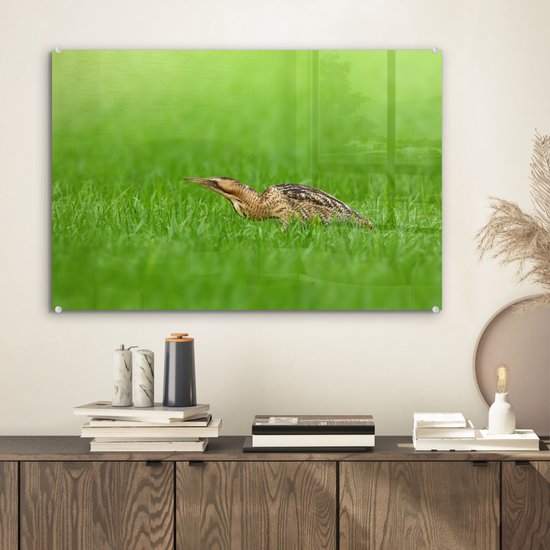 Un butor marche bas dans les prairies Plexiglas 60x40 cm - Tirage photo sur Glas (décoration murale plexiglas)