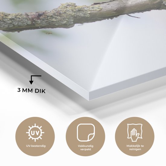 Une hirondelle rustique pose sur une branche Plexiglas 40x30 cm - petit - Tirage photo sur Glas (décoration murale plexiglas)