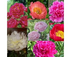 Pioen Mix 5 stuks 3/5 - Paeonia - Pioenroos